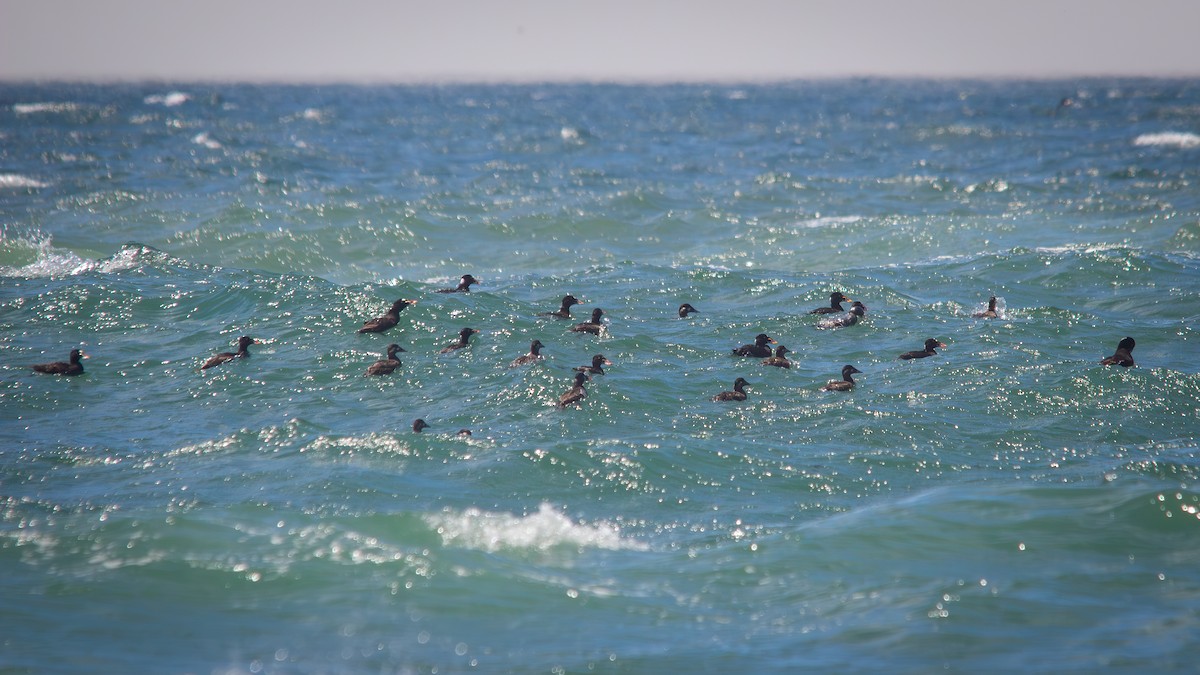 Yamalı Ördek - ML646190962