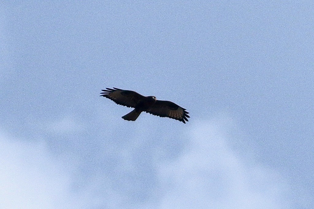 Şahin - ML646190963