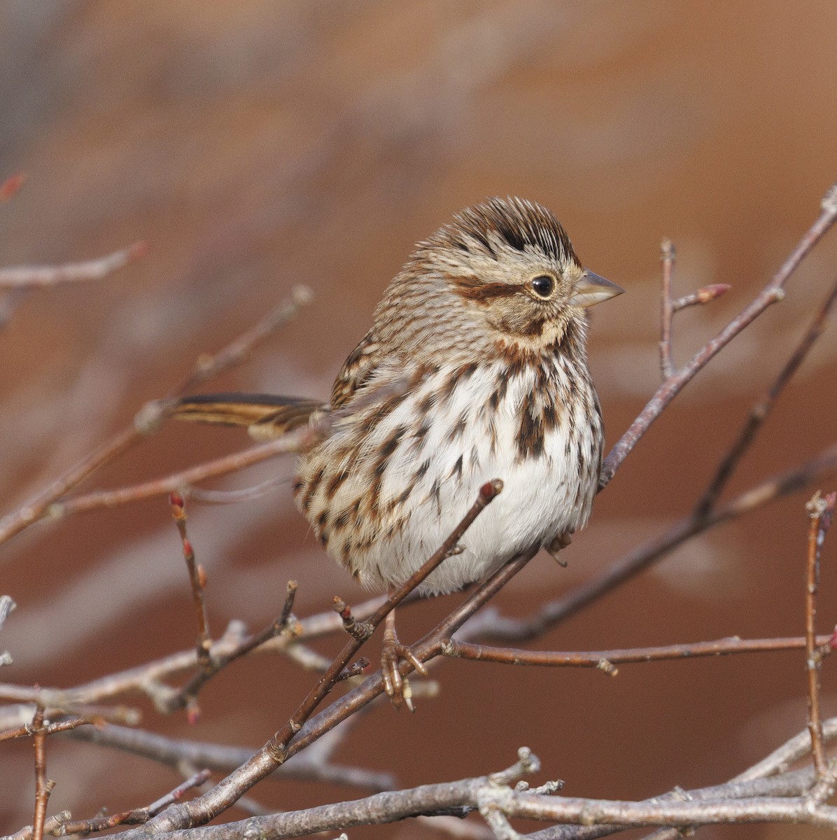 Ötücü Serçe - ML646190967