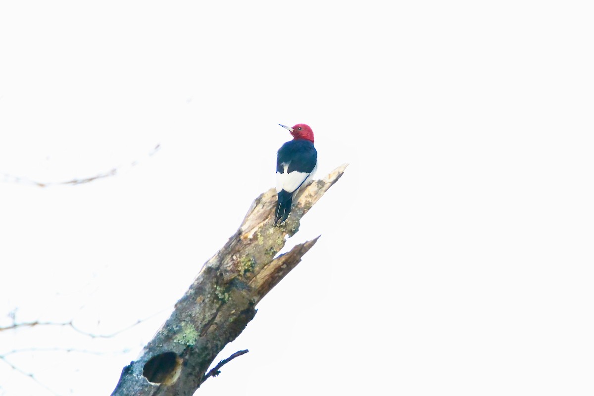 Kırmızı Başlı Ağaçkakan - ML646190968