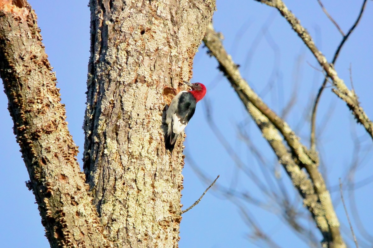 Kırmızı Başlı Ağaçkakan - ML646190969