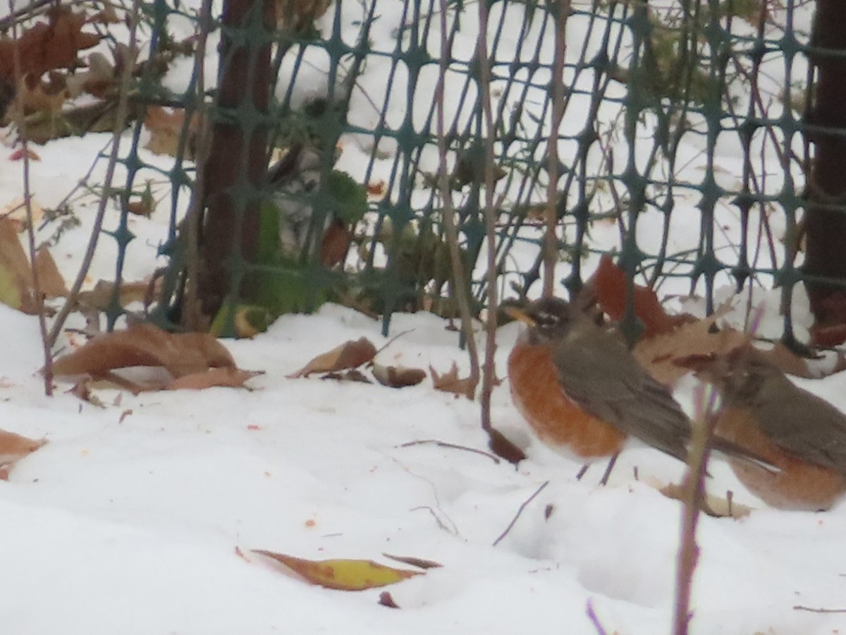 Göçmen Ardıç - ML646190973