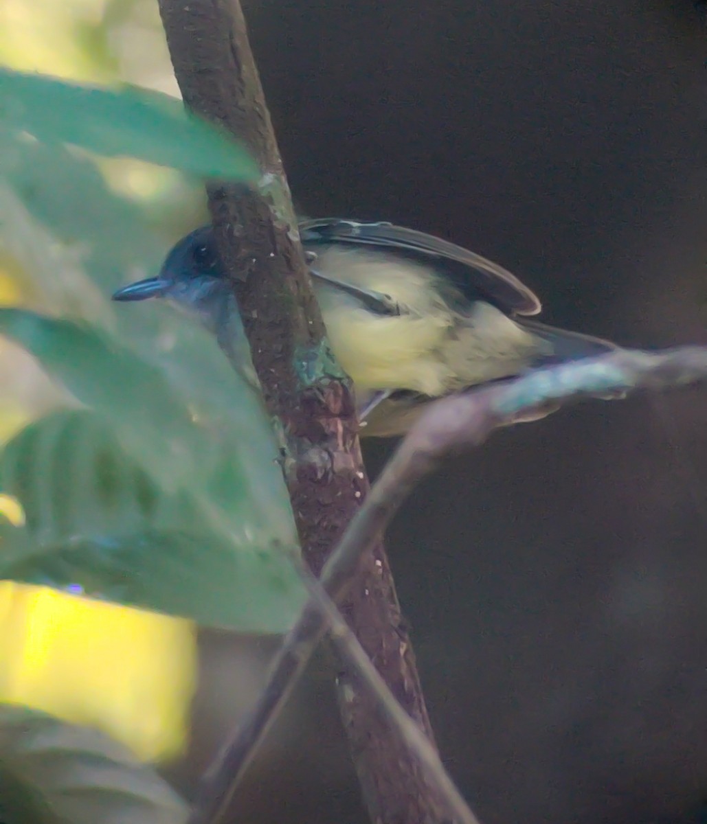 Gri Başlı Karıncavireosu - ML646190974