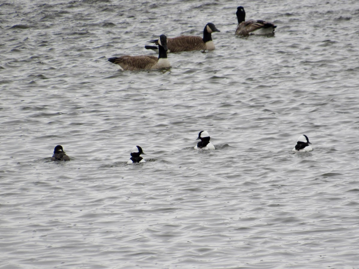 Ak Yanaklı Ördek - ML646190975