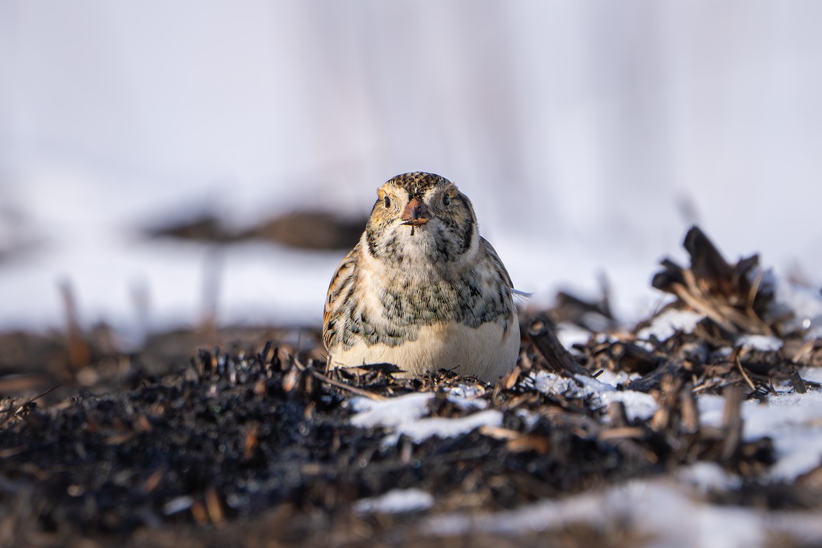 Mahmuzlu Çinte - ML646190976