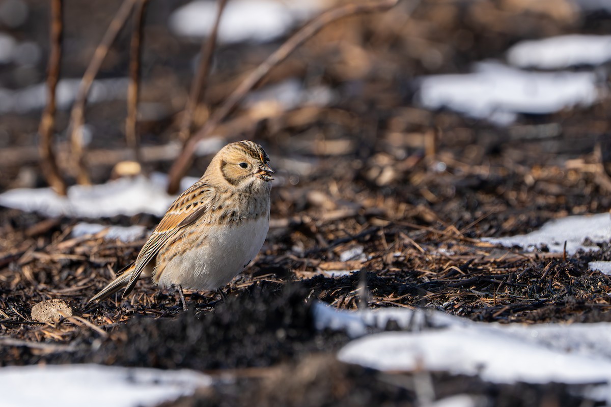 Mahmuzlu Çinte - ML646190977