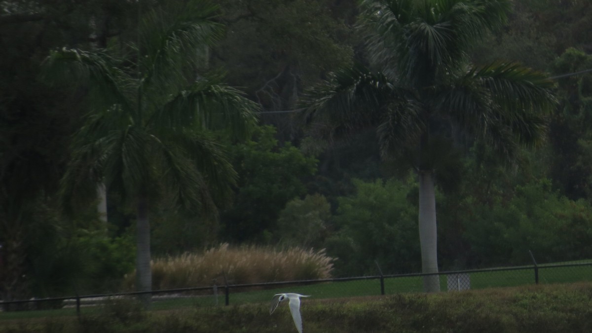 Maskeli Sumru - ML646190978