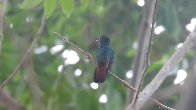Rufous-tailed Hummingbird - ML646190980