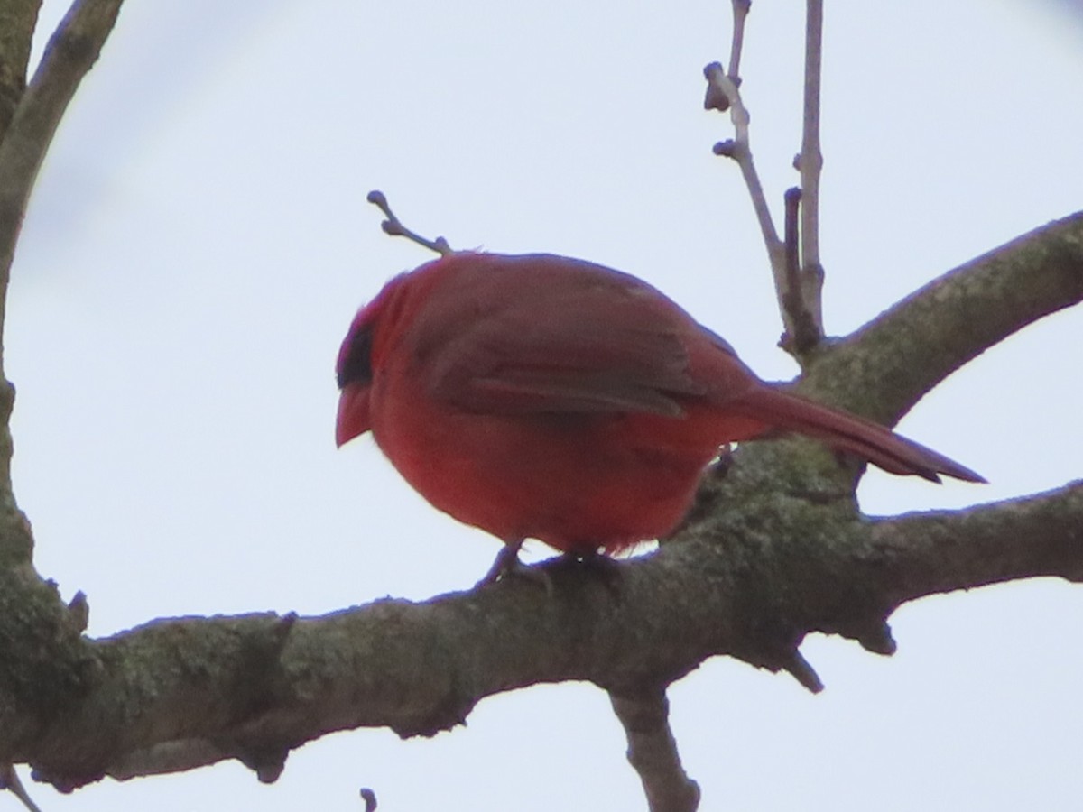Northern Cardinal - ML646190981
