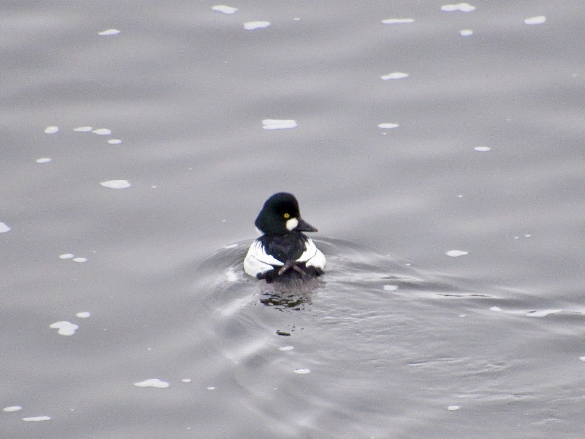 Common Goldeneye - ML646190983