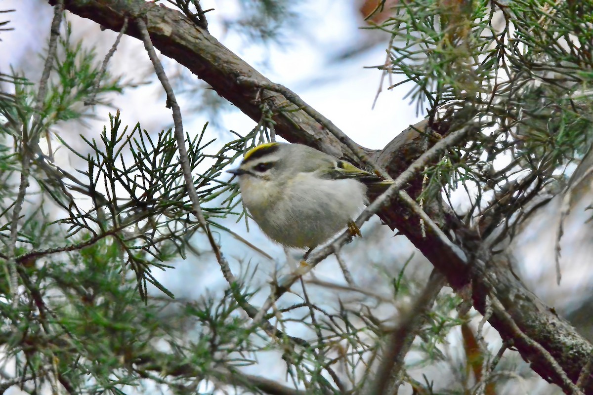 Golden-crowned Kinglet - ML646190984