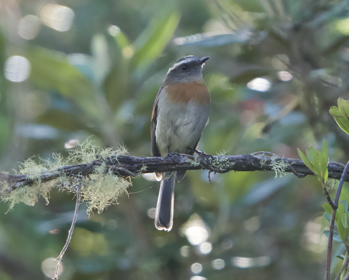 Rufous-breasted Chat-Tyrant - ML646190985