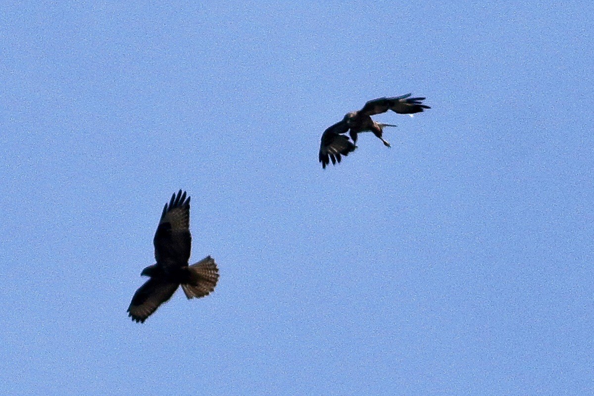 Long-legged Buzzard - ML646190989