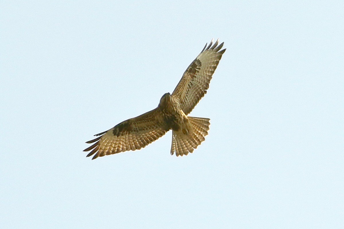 Long-legged Buzzard - ML646190991
