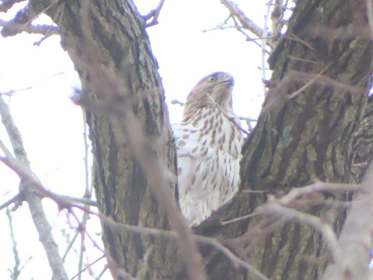 Cooper's Hawk - ML646190992