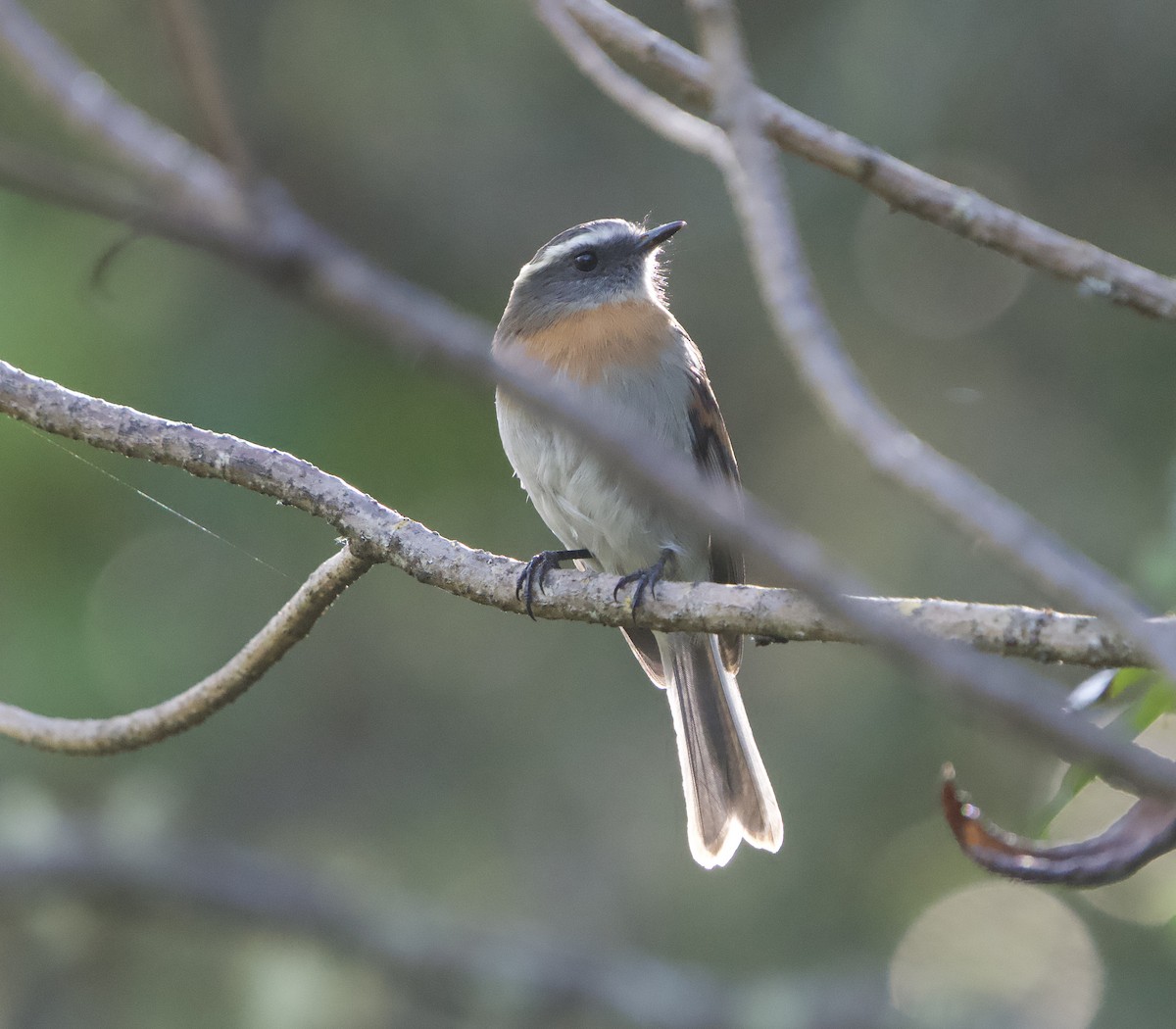 Rufous-breasted Chat-Tyrant - ML646190993