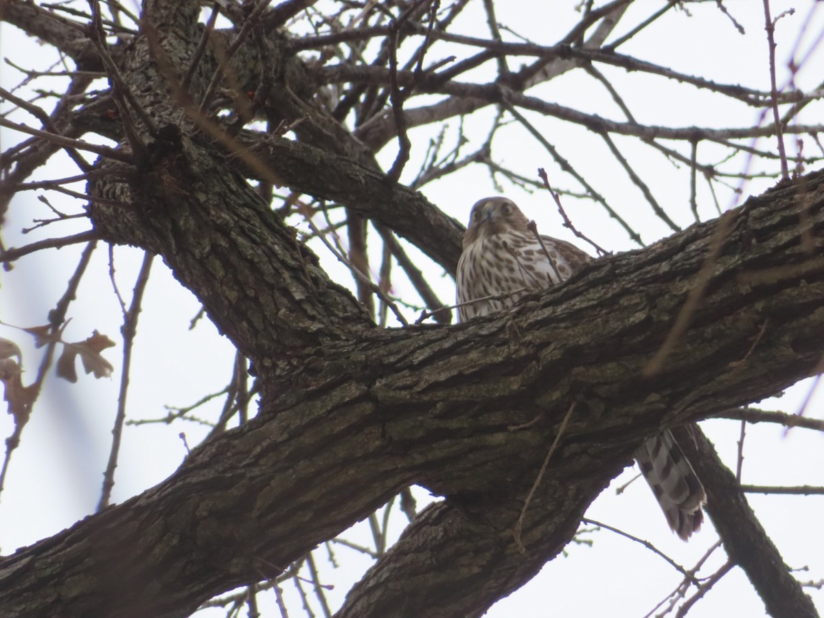Cooper's Hawk - ML646190995
