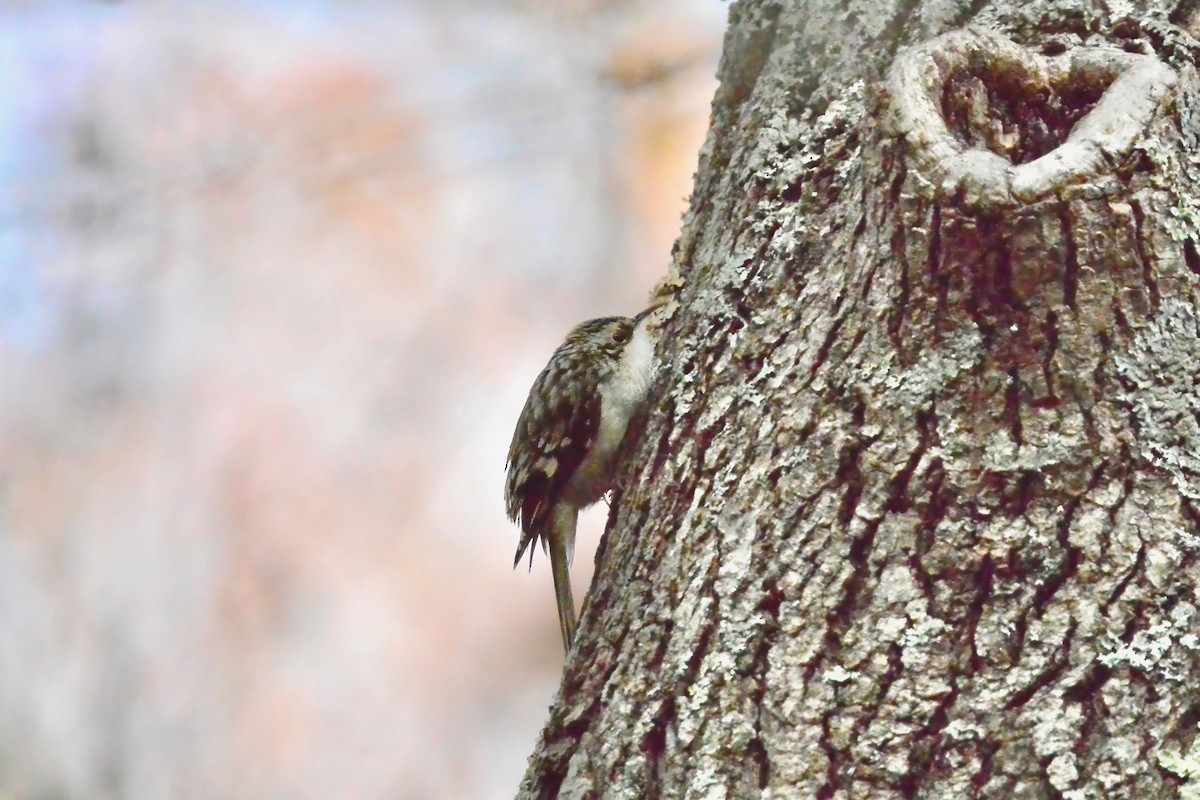 Brown Creeper - ML646190996