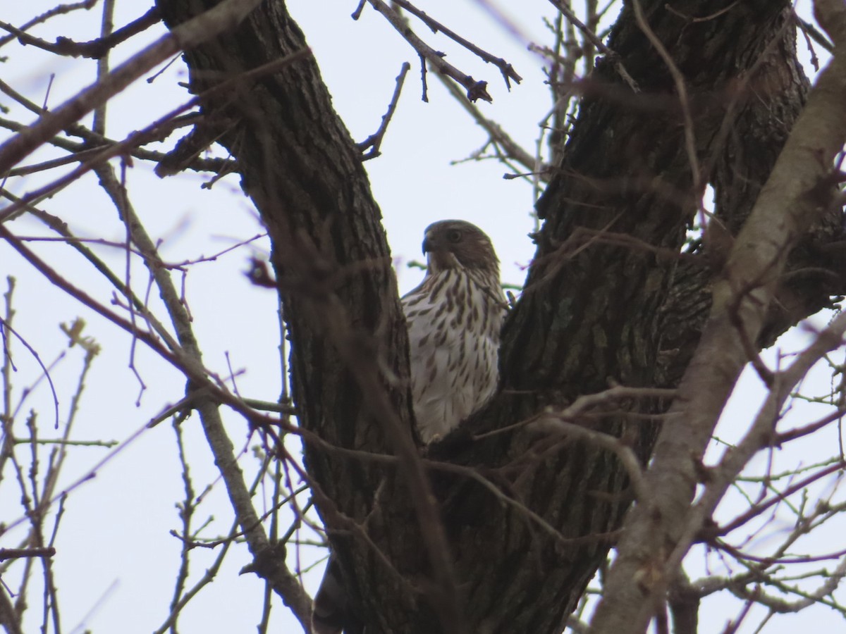 Cooper's Hawk - ML646190997