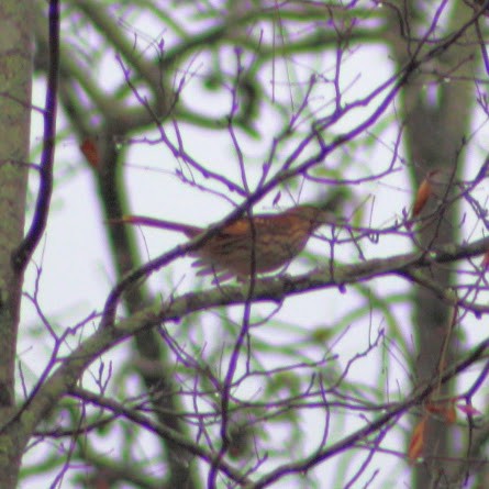Brown Thrasher - ML646191002