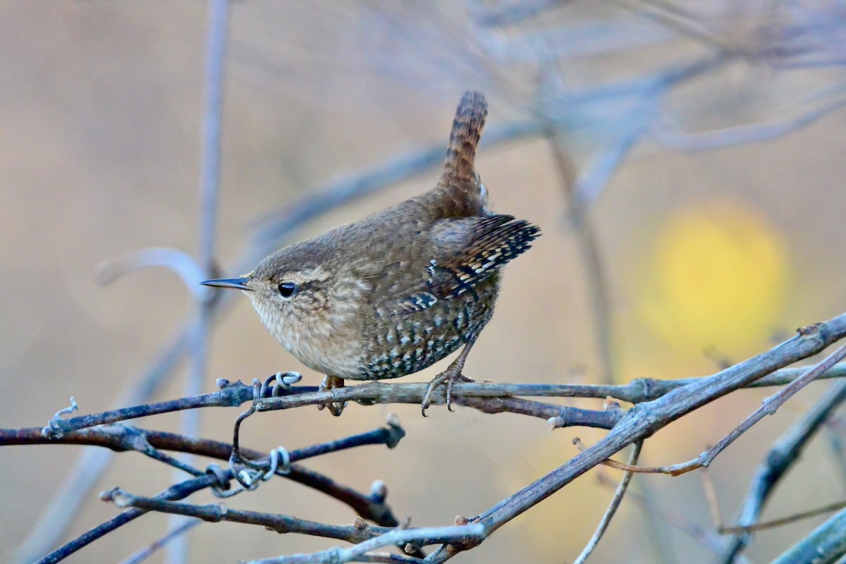 Winter Wren - ML646191011