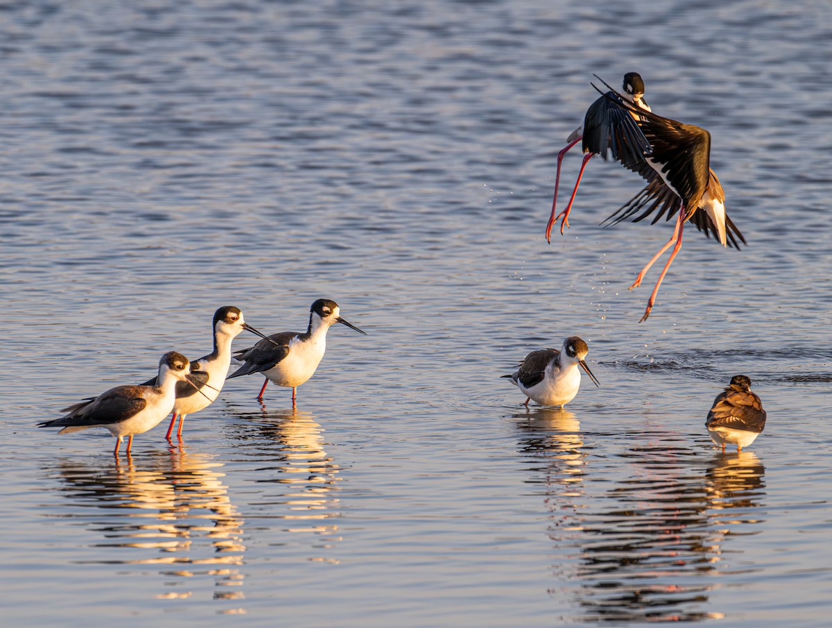 Black-necked Stilt - ML646191012