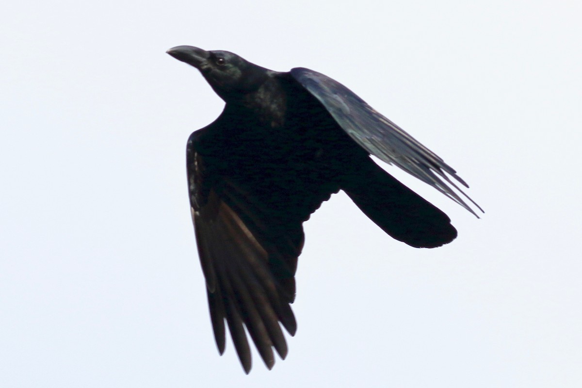 巨嘴鴉 - ML646191013