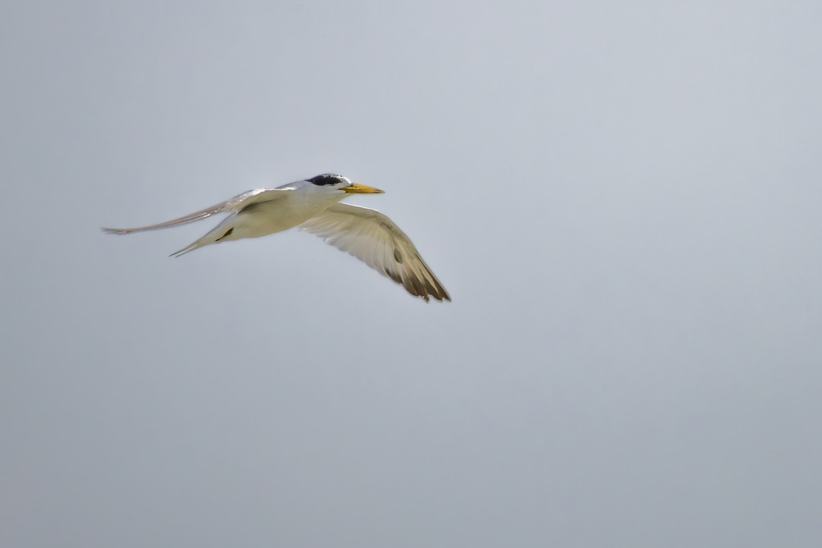 Yellow-billed Tern - ML646191016