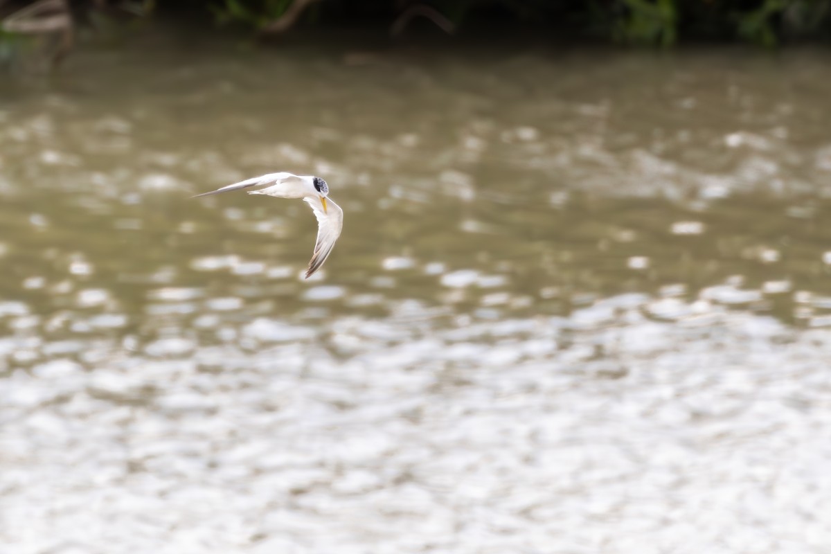 Yellow-billed Tern - ML646191017