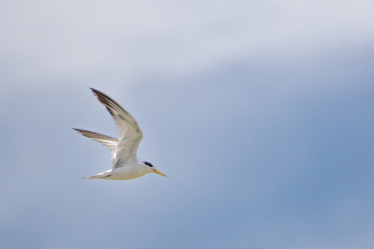 Yellow-billed Tern - ML646191018