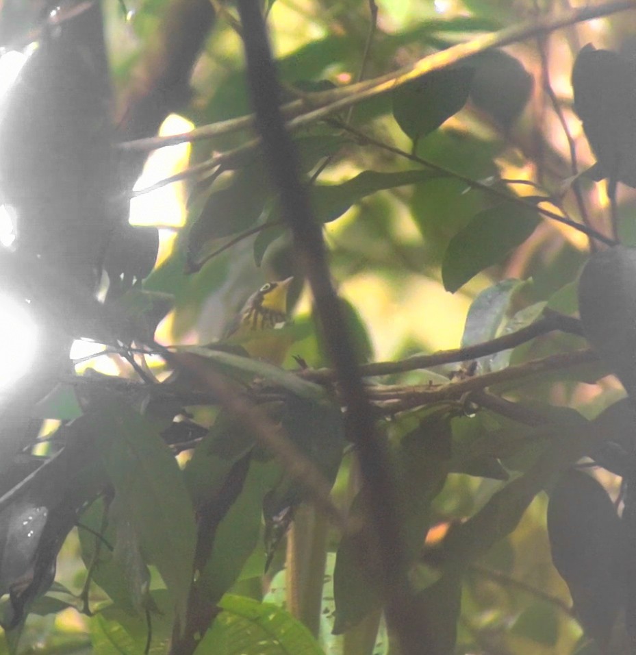 Canada Warbler - ML646191019