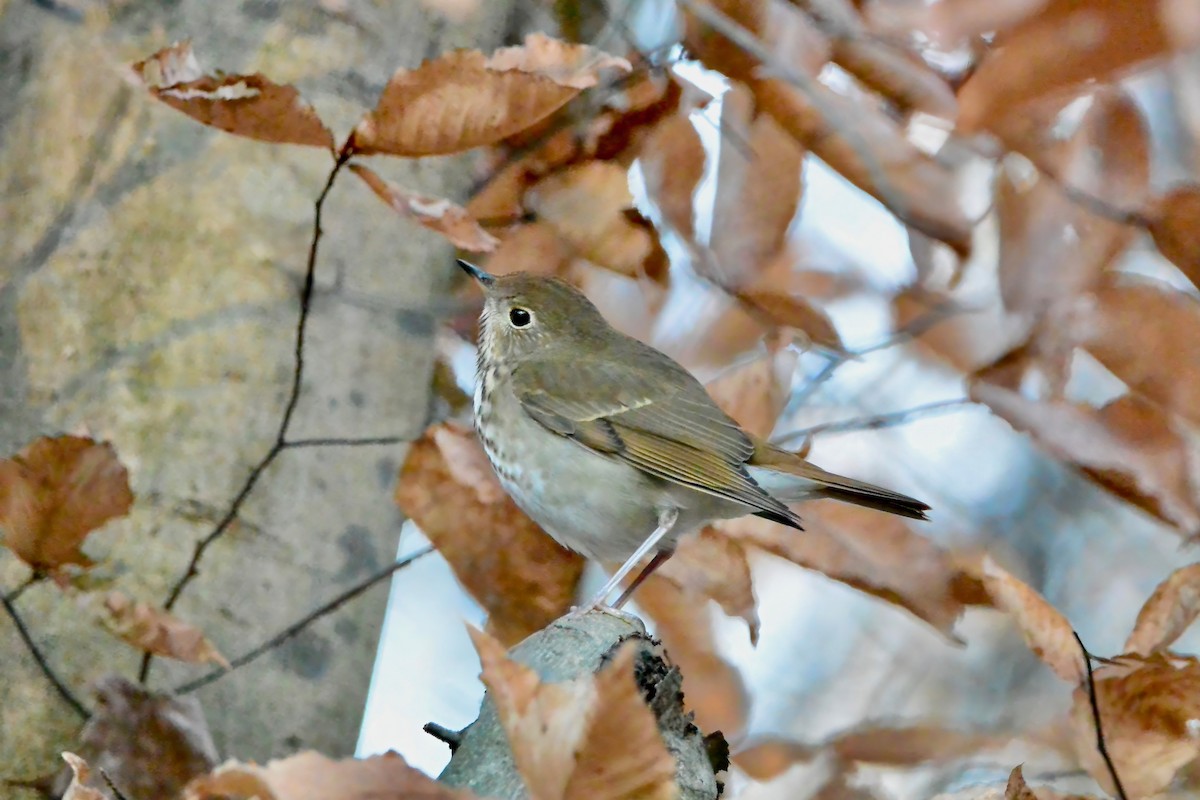 Hermit Thrush - ML646191023