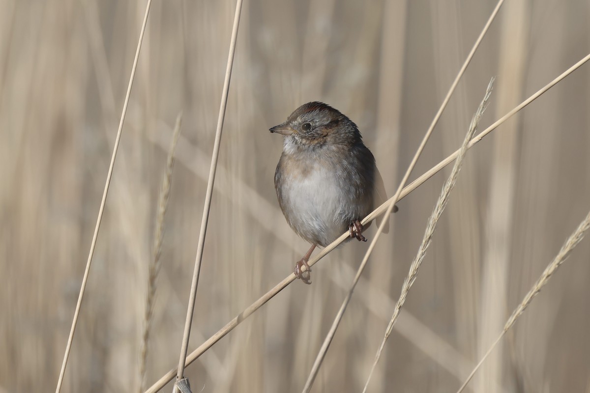 Swamp Sparrow - ML646191024