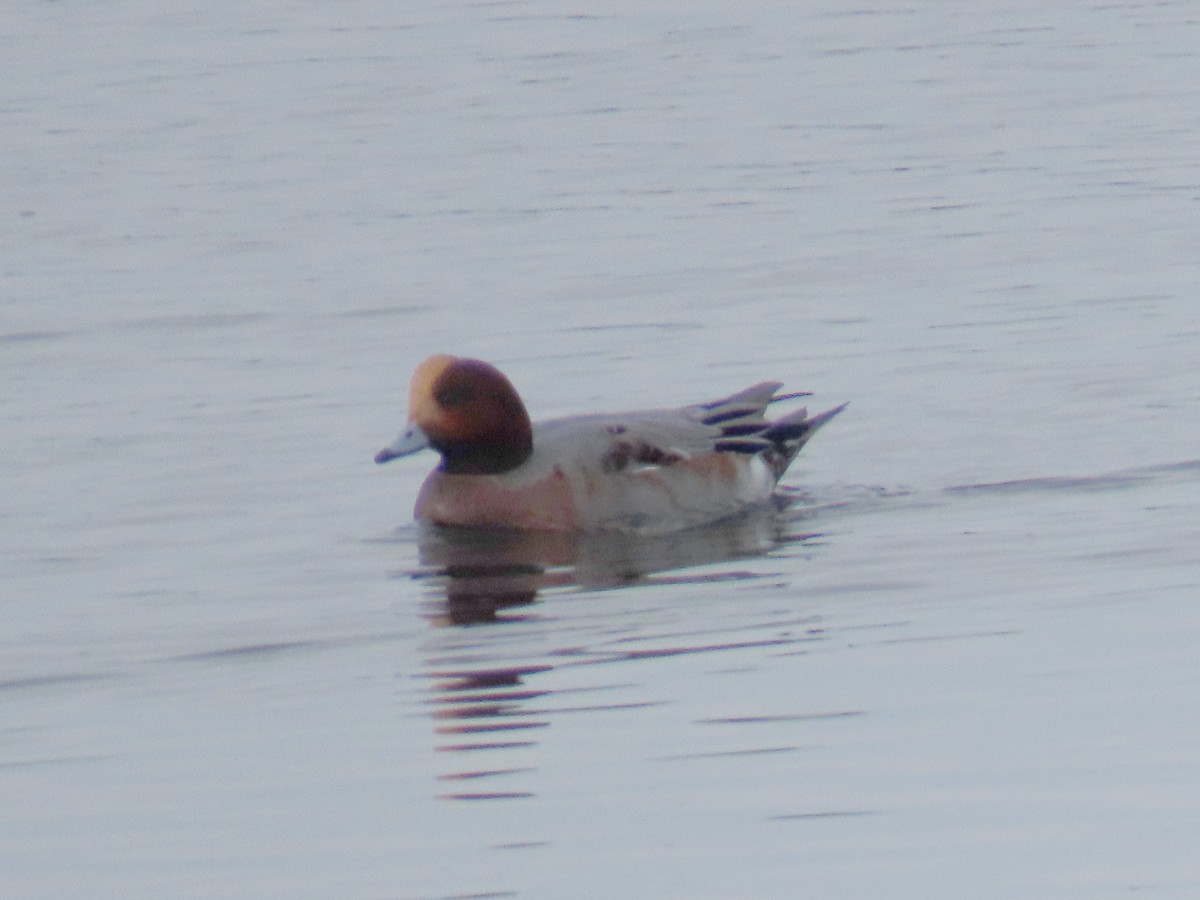 Eurasian Wigeon - ML646191025