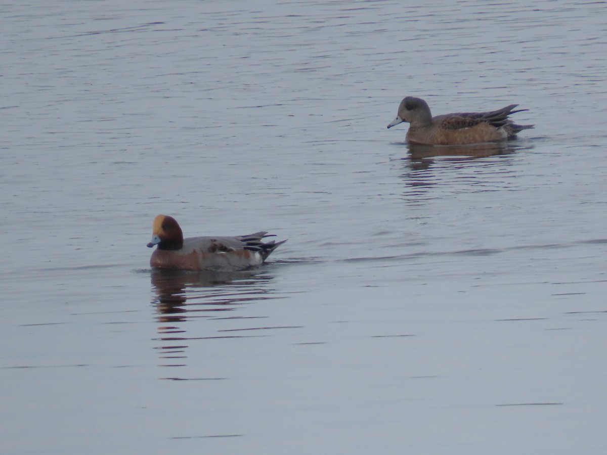 Eurasian Wigeon - ML646191026