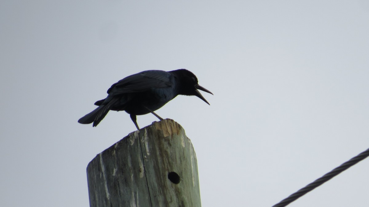 Boat-tailed Grackle - ML646191029