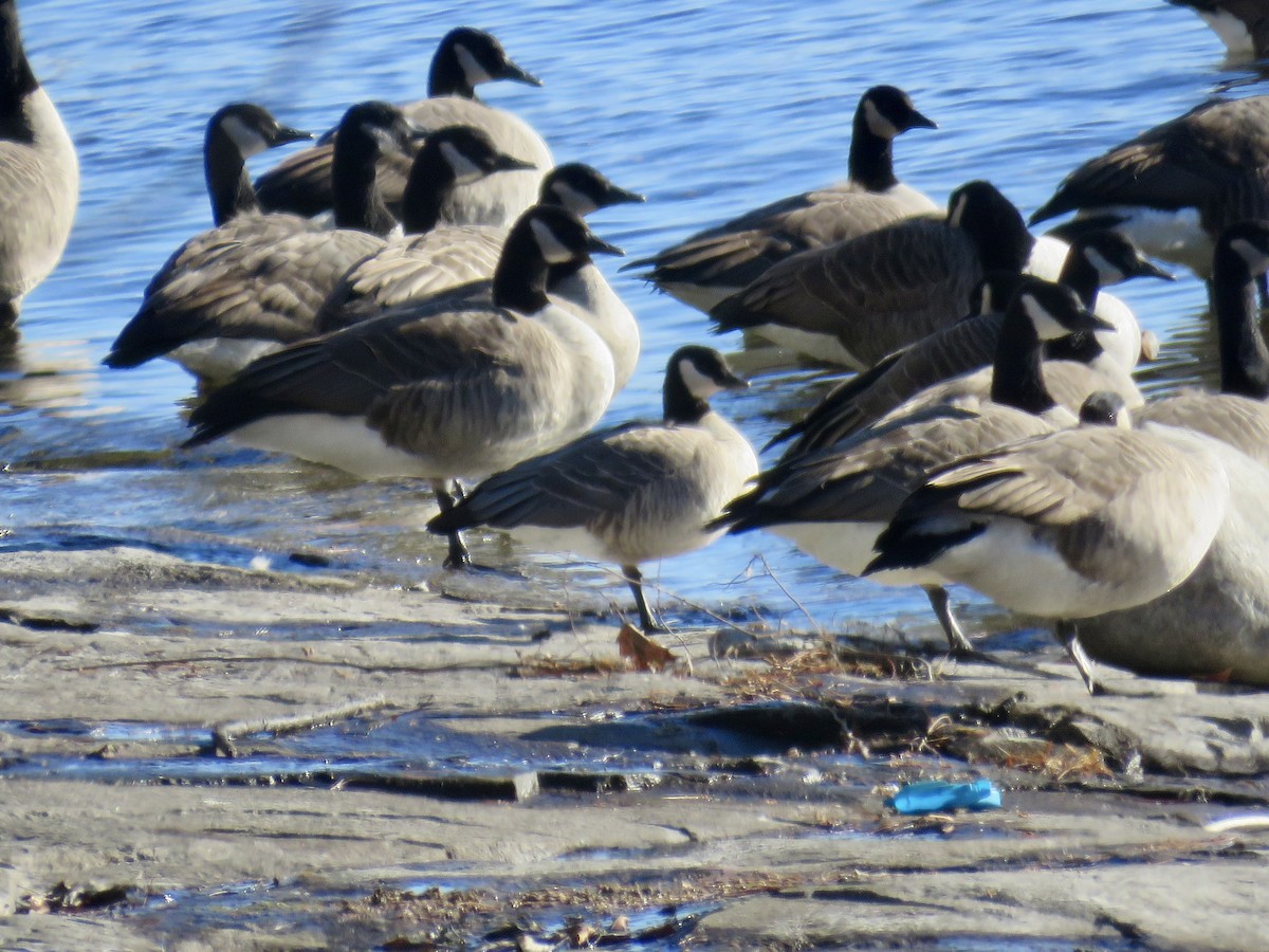 Cackling Goose - ML646191030