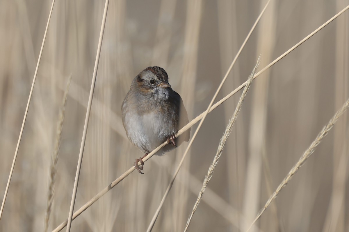 Swamp Sparrow - ML646191031