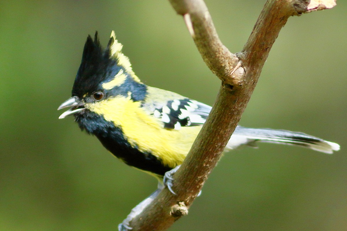 Indian Yellow Tit - ML646191034