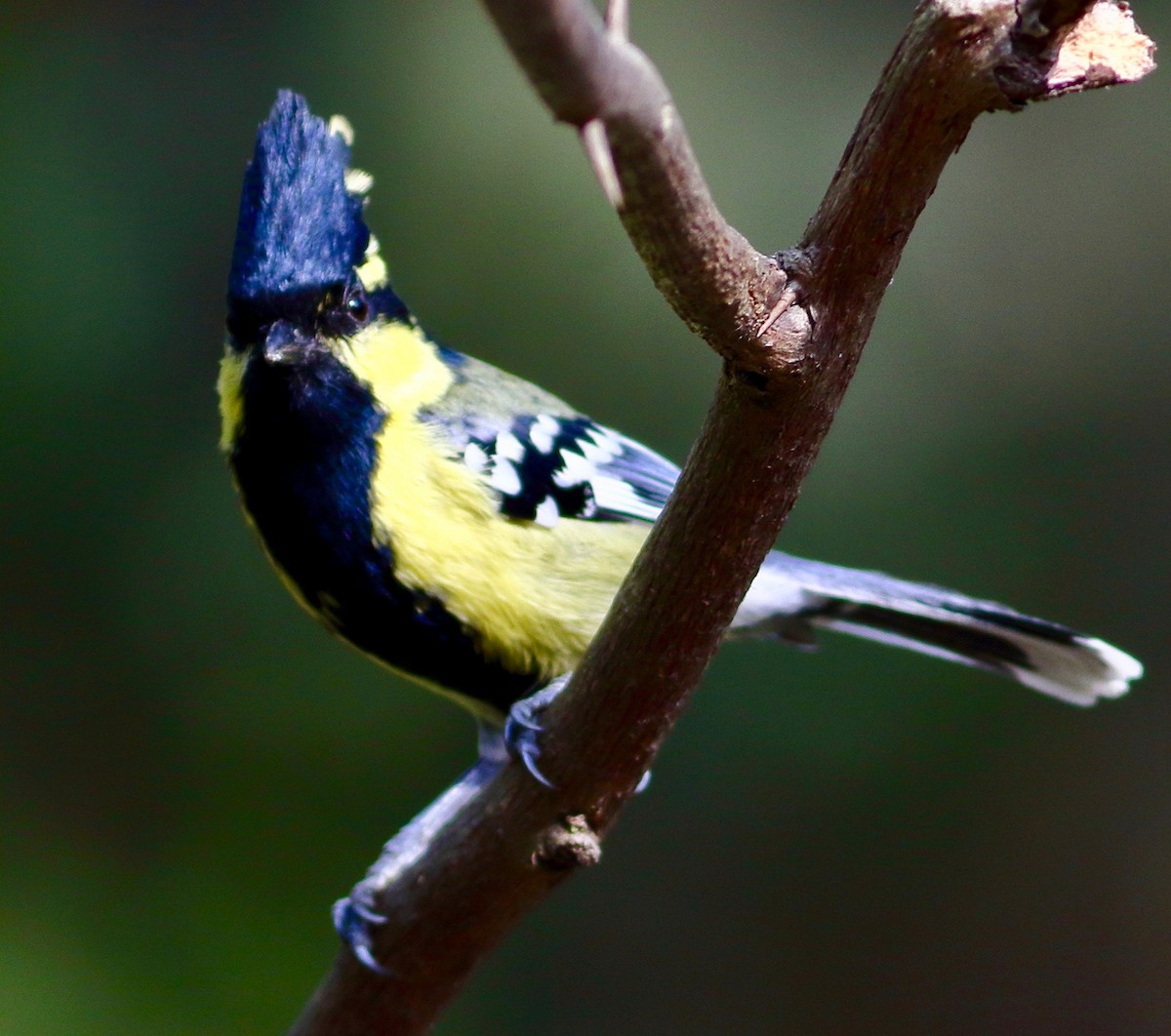 Indian Yellow Tit - ML646191035