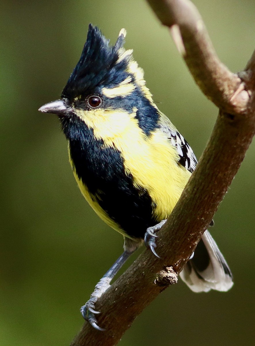 Indian Yellow Tit - ML646191036