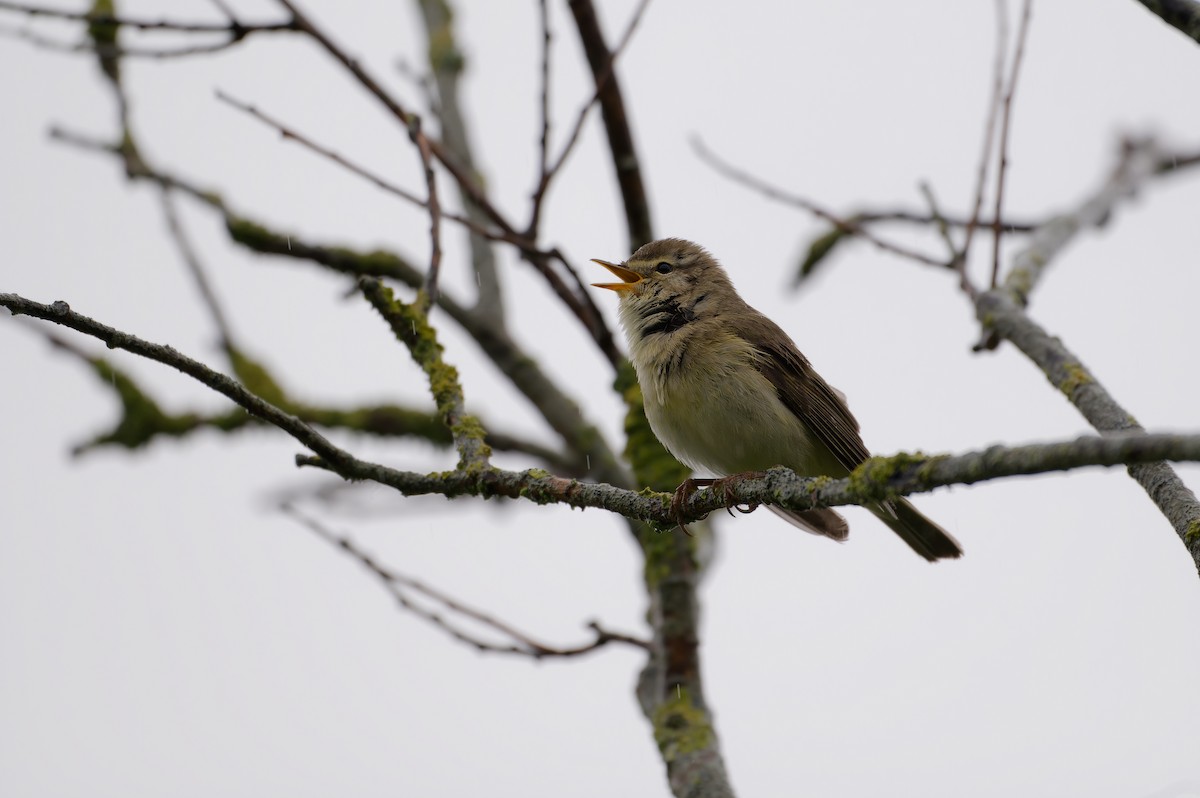 Willow Warbler - ML646191037