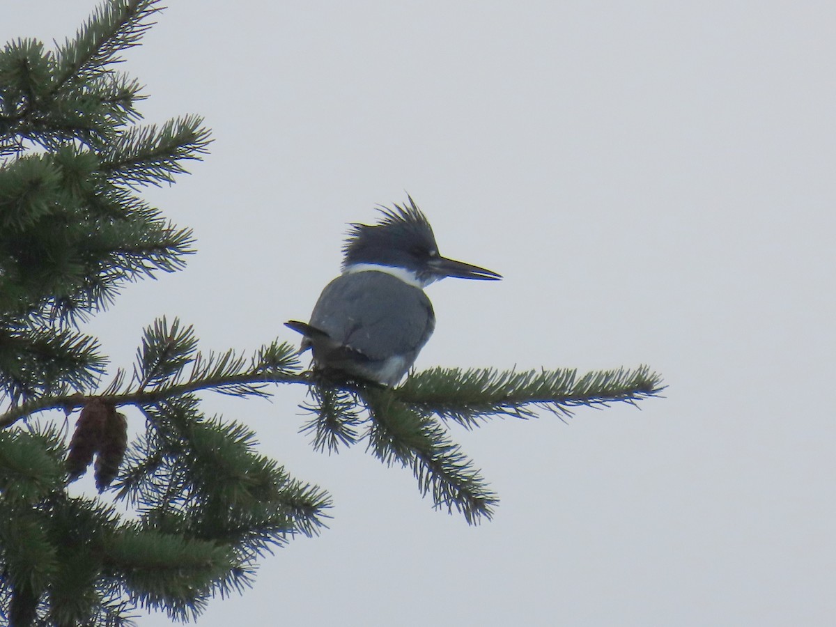Belted Kingfisher - ML646191038