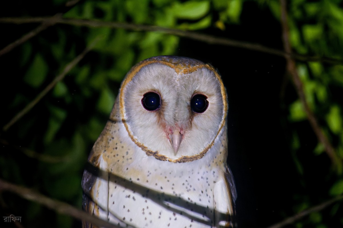 Eastern Barn Owl - ML646191039