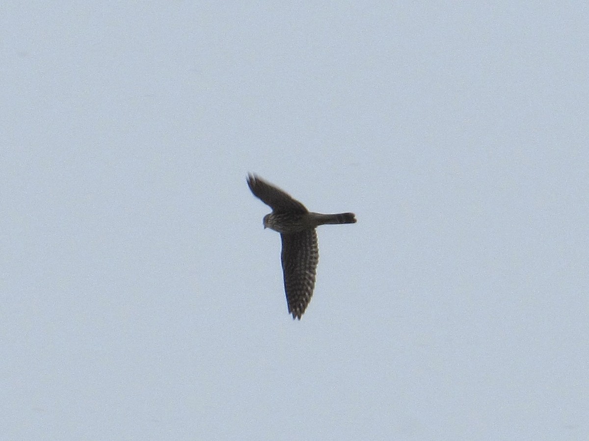 Merlin (Taiga) - ML646191040