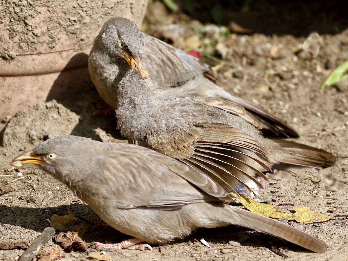 Jungle Babbler - ML646191044