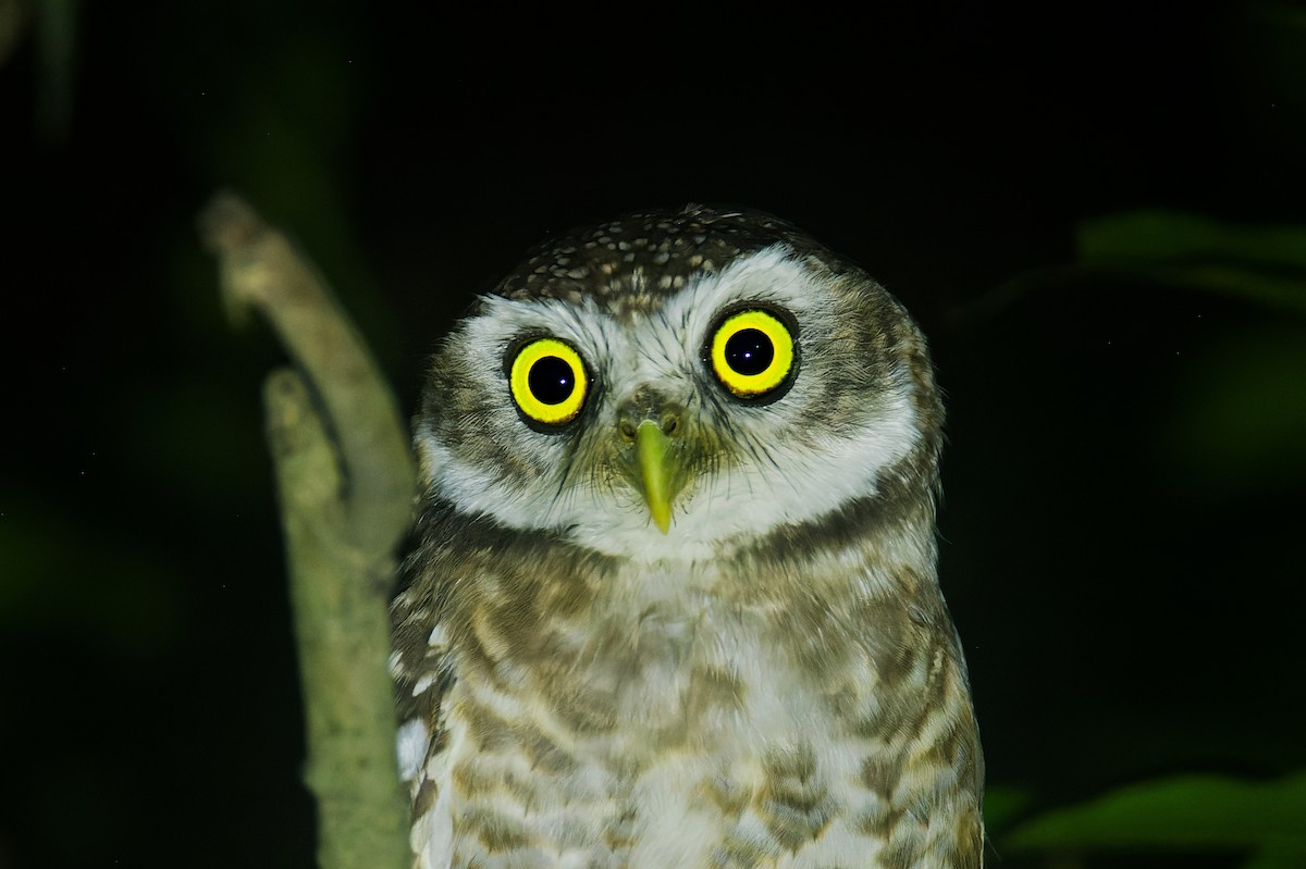 Spotted Owlet - ML646191045