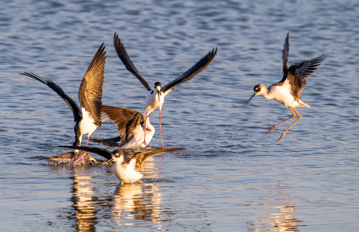Black-necked Stilt - ML646191046