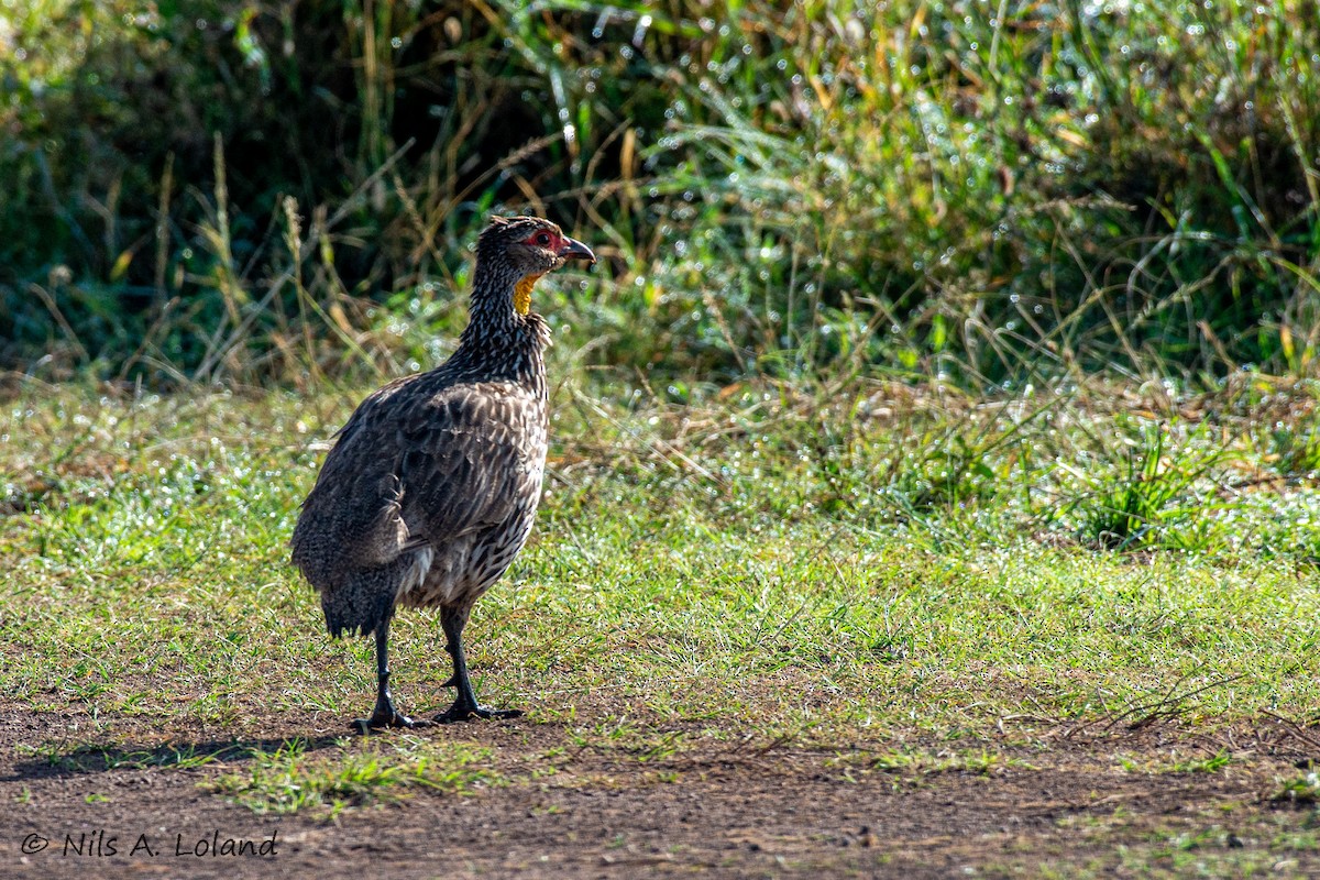 Yellow-necked Spurfowl - ML646191052