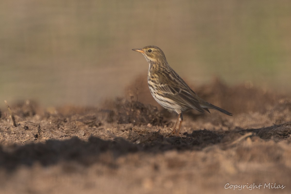 linduška luční - ML646191053